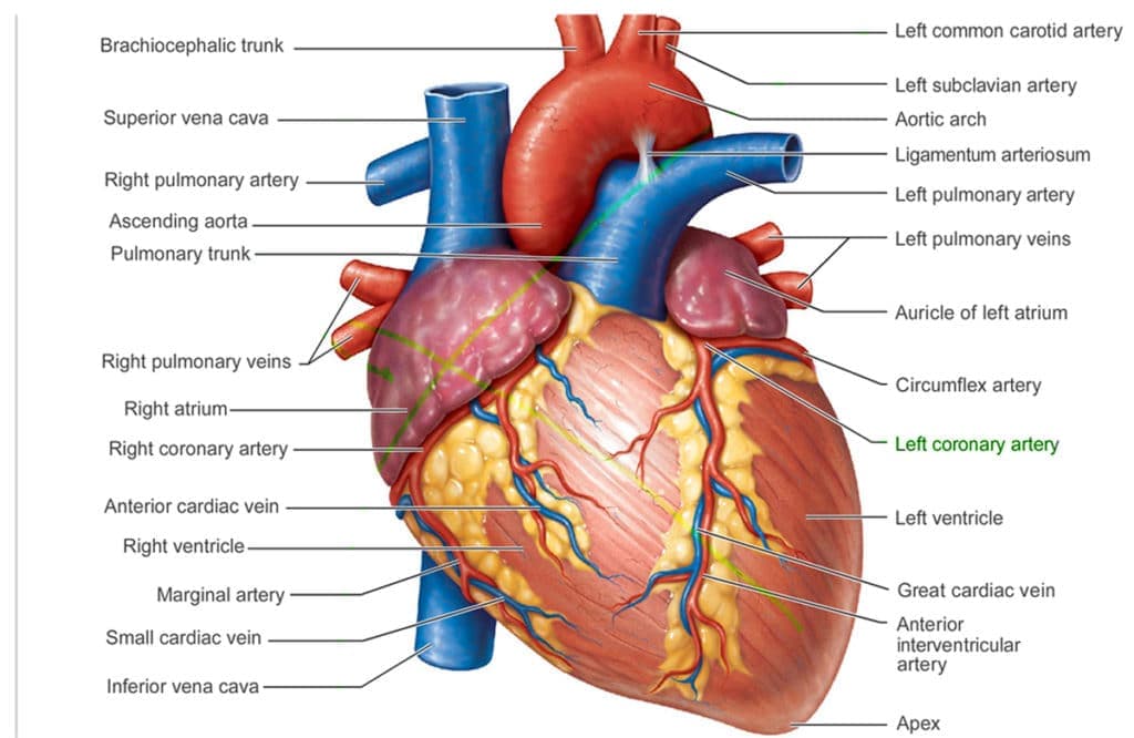 Heart AR marker for WebAR tracking